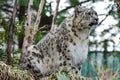 Snow Leopard