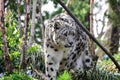 Snow Leopard