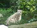 Snow Leopard Parco Natura Viva ITALY