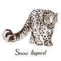 Snow leopard ounce standing, hand drawn doodle