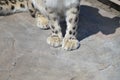 Snow leopard in the outdoors