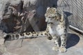 Snow leopard in the outdoors