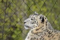 Snow leopard in the outdoors