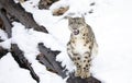 A Snow leopard Panthera uncia portrait in winter in Montana, USA Royalty Free Stock Photo