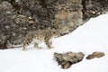 A Snow leopard Panthera uncia walking on a snow covered rocky cliff in winter in Montana, USA Royalty Free Stock Photo