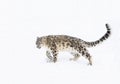 A Snow leopard Panthera uncia walking on a snow covered rocky cliff in winter in Montana, USA Royalty Free Stock Photo