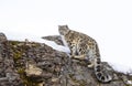 A Snow leopard Panthera uncia walking on a snow covered rocky cliff in winter in Montana, USA Royalty Free Stock Photo