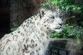 Snow leopard Royalty Free Stock Photo