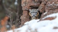 Snow leopard peeking from rocky crevice in snowy mountain Royalty Free Stock Photo