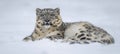 Snow leopard perfectly blending in its snowy natural habitat for optimal camouflage