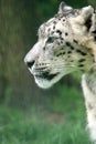 Snow Leopard Portrait Royalty Free Stock Photo