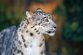 Snow leopard portrait Royalty Free Stock Photo