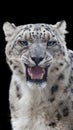 Snow leopard portrait with a black background Royalty Free Stock Photo