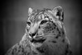 Snow leopard portrait Royalty Free Stock Photo