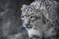 Snow leopard portrait Royalty Free Stock Photo