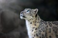 Snow leopard close up portrait Royalty Free Stock Photo