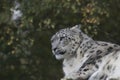 Snow leopard portrait Royalty Free Stock Photo