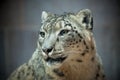 Snow leopard portrait