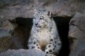 Snow leopard portrait Royalty Free Stock Photo