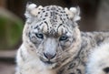 Snow Leopard Royalty Free Stock Photo