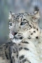 Snow leopard portrait Royalty Free Stock Photo