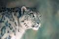 Snow leopard portrait Royalty Free Stock Photo