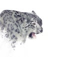 Snow leopard portrait watercolor