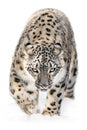 Snow Leopard on the Prowl XII Royalty Free Stock Photo
