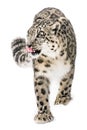 Snow Leopard on the Prowl XIII Royalty Free Stock Photo