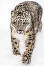 Snow Leopard on the Prowl XIV Royalty Free Stock Photo