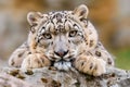 Snow leopard resting on rock looking forward Royalty Free Stock Photo