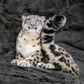 Snow Leopard Tail Royalty Free Stock Photo