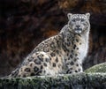 Snow leopard on the rock 2 Royalty Free Stock Photo