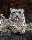 Snow leopard on the rock 3 Royalty Free Stock Photo