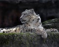 Snow leopard on the rock 9 Royalty Free Stock Photo