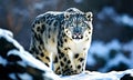 snow leopard on a rock Snow leopard Royalty Free Stock Photo