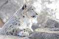 Snow leopard on rocks Royalty Free Stock Photo