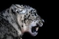 Snow Leopard Showing it's Teeth Against Black Background