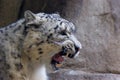 Snow Leopard Shows Teeth 703062