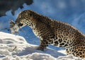 Snow leopard