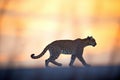 snow leopard silhouette against himalayan sunrise Royalty Free Stock Photo