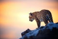 snow leopard silhouette against himalayan sunrise Royalty Free Stock Photo
