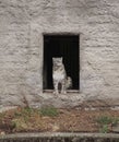 A snow leopard sitting at a open door Royalty Free Stock Photo