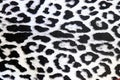 Snow leopard skin pattern close-up spots detail Royalty Free Stock Photo