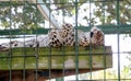 Snow Leopard sleeping in a cage Royalty Free Stock Photo