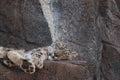 Snow leopard sleeping in zoo in Leipzig in germany Royalty Free Stock Photo