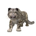 Snow Leopard snarling aggressively. 3D illustration isolated on white