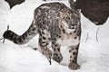 A snow leopard on the snow, a beast on a white background