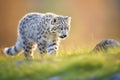 snow leopard stalking in early morning light