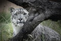 Snow Leopard Stalking at Local Zoo Royalty Free Stock Photo